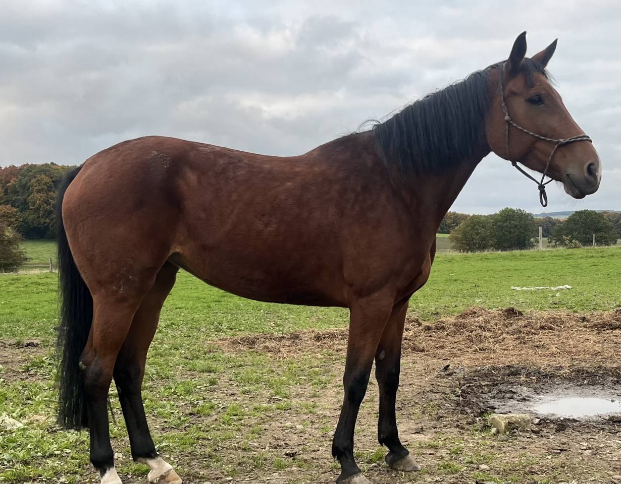 Yegua sBs Caballo de Deporte Belga En venta 2015 Bayo por Efremov