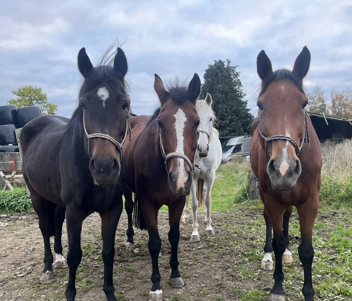 Yegua sBs Caballo de Deporte Belga En venta 2015 Bayo por Efremov