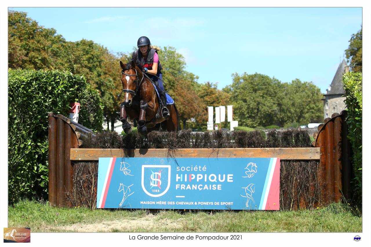 Caballo castrado Silla Francés En venta 2015 Bayo por Adzaro de l abbaye