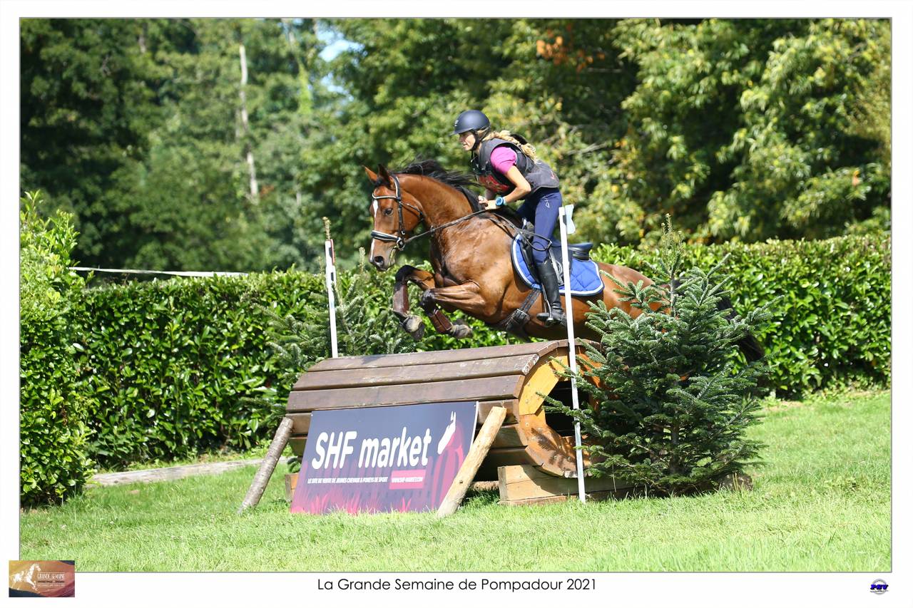 Caballo castrado Silla Francés En venta 2015 Bayo por Adzaro de l abbaye
