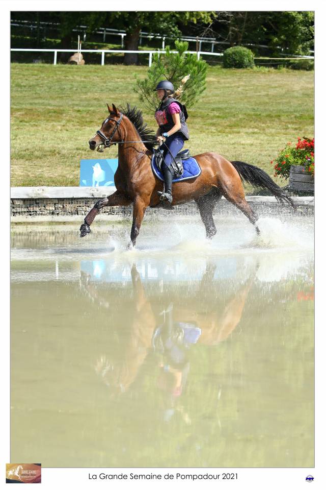 Caballo castrado Silla Francés En venta 2015 Bayo por Adzaro de l abbaye