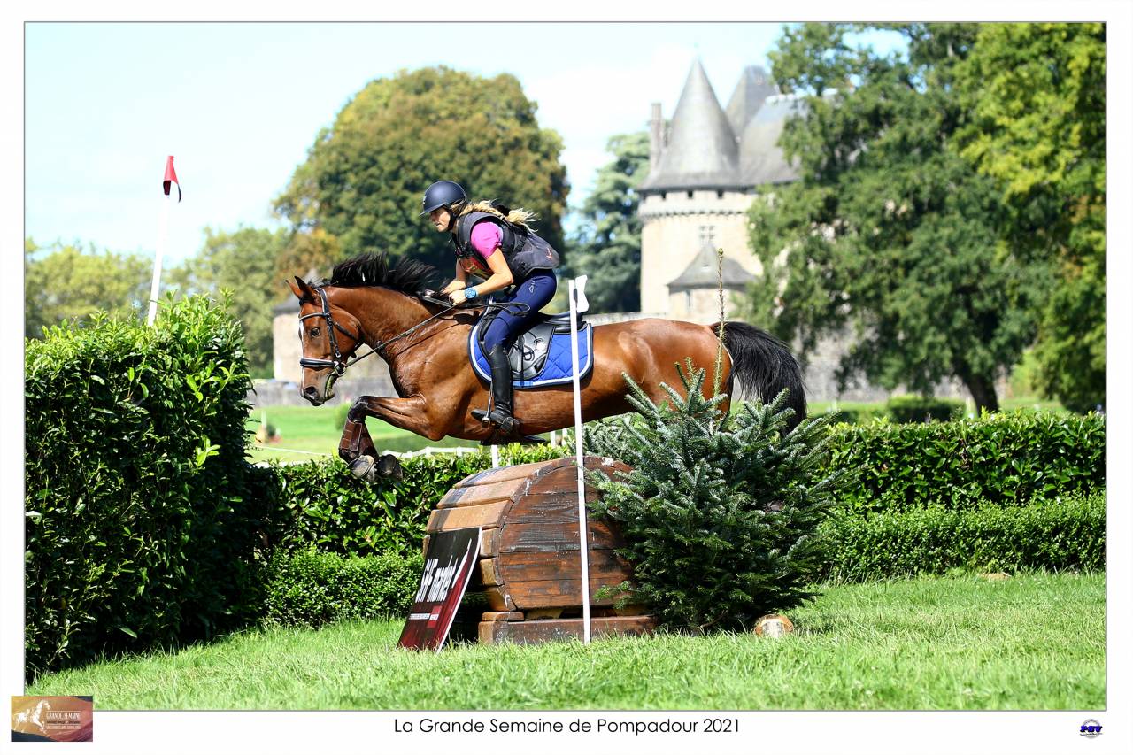 Caballo castrado Silla Francés En venta 2015 Bayo por Adzaro de l abbaye