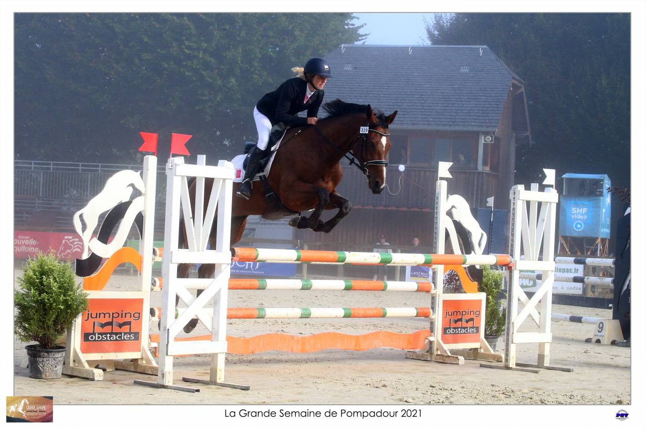 Caballo castrado Silla Francés En venta 2015 Bayo por Adzaro de l abbaye