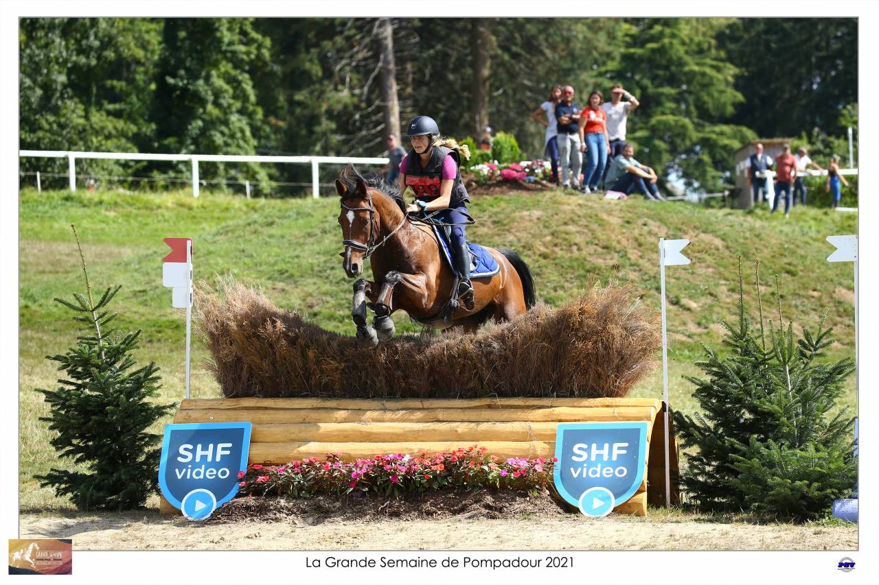 Caballo castrado Silla Francés En venta 2015 Bayo por Adzaro de l abbaye