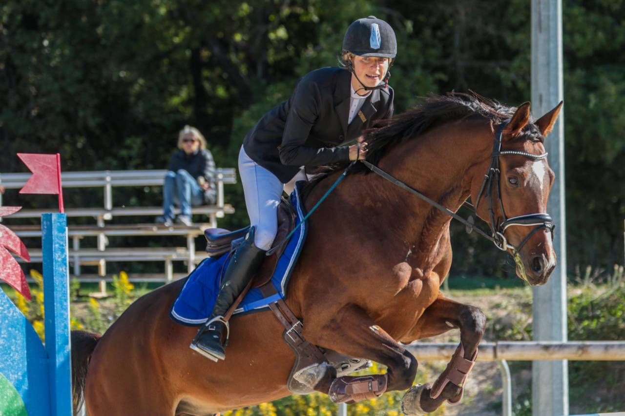 Caballo castrado Silla Francés En venta 2015 Bayo por Adzaro de l abbaye