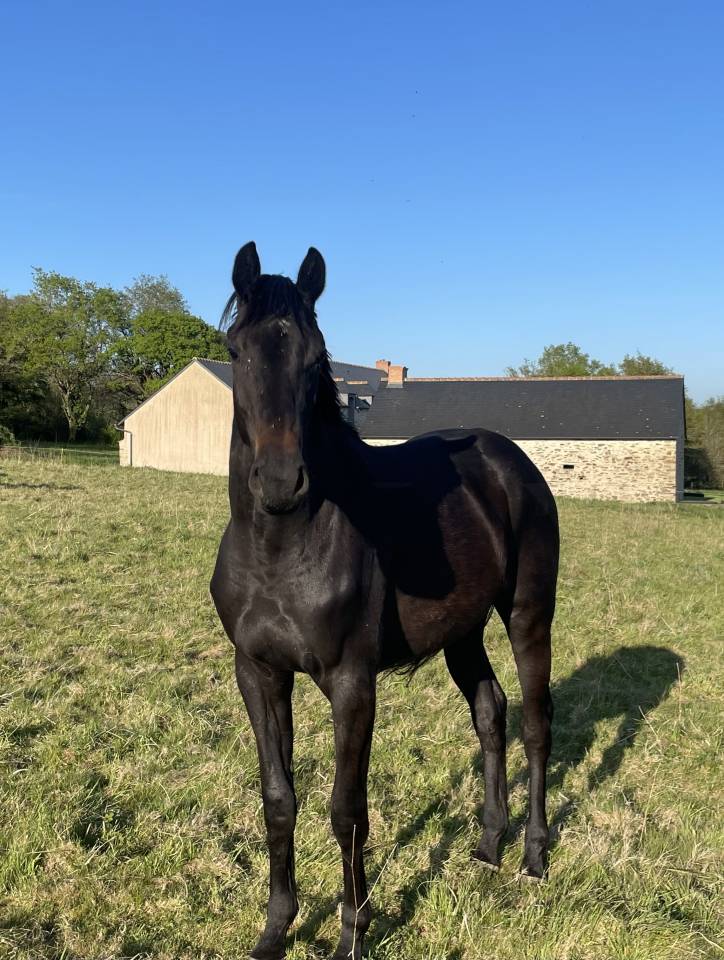 Yegua Silla Francés En venta 2023 Bayo moreno por HEROE DE CAFENY