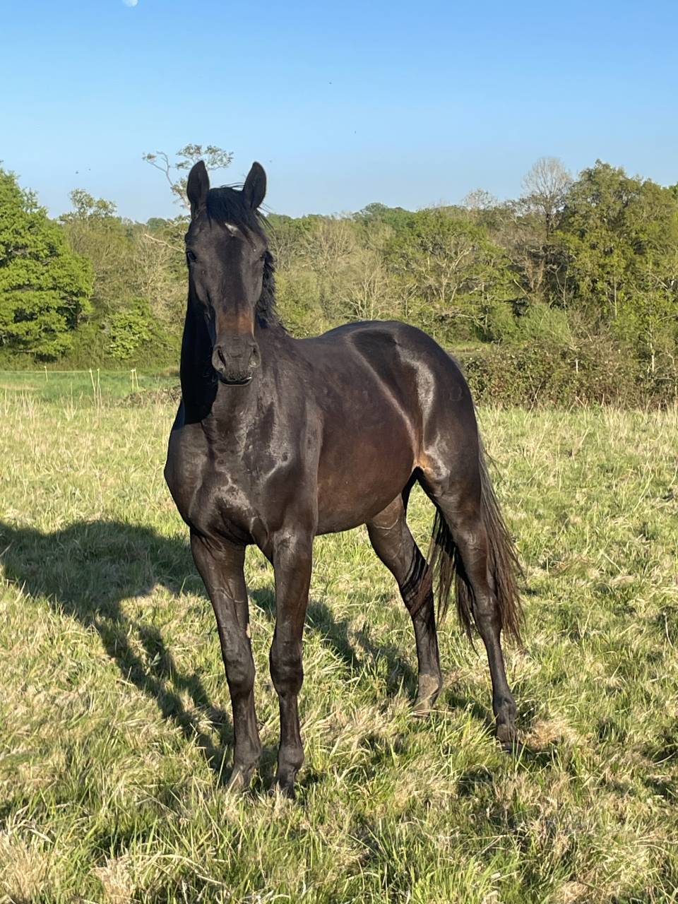 Yegua Silla Francés En venta 2023 Bayo moreno por HEROE DE CAFENY