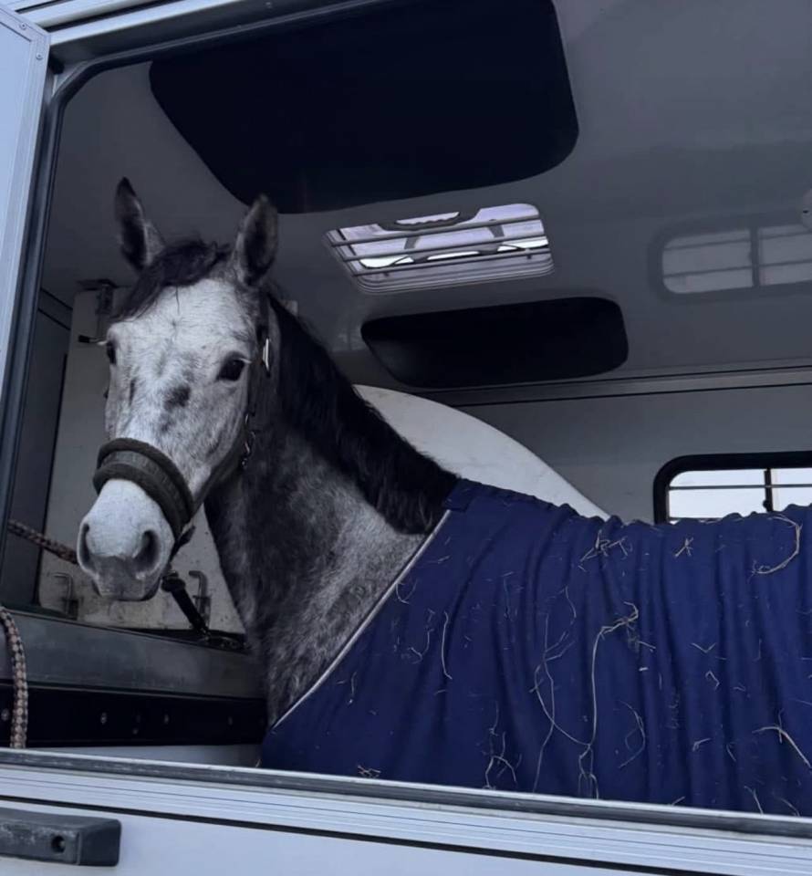 Yegua Zangersheide En venta 2000 Tordo por Columbus Z