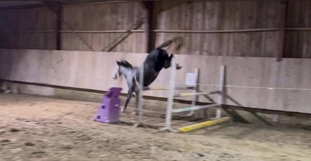 Yegua Zangersheide En venta 2000 Tordo por Columbus Z