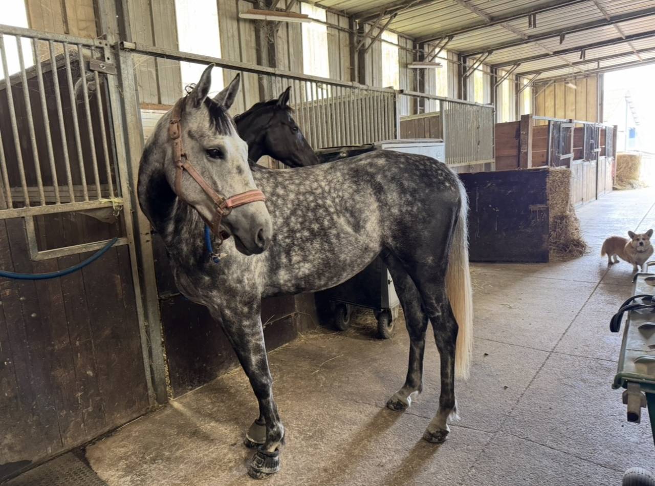 Yegua Zangersheide En venta 2000 Tordo por Columbus Z