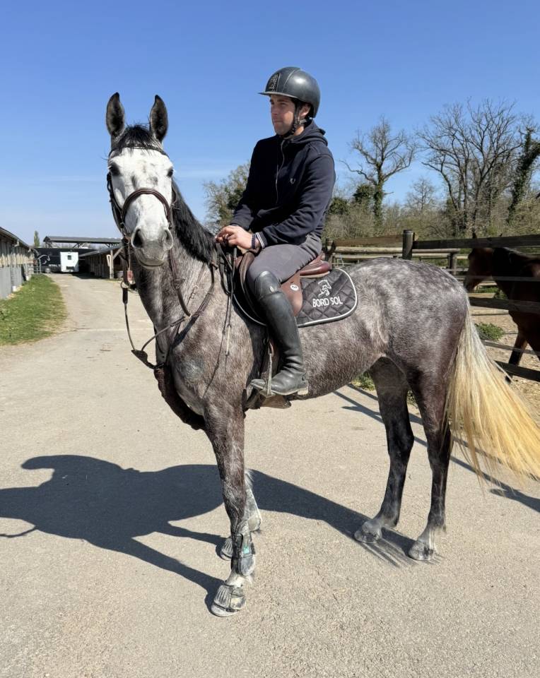 Yegua Zangersheide En venta 2000 Tordo por Columbus Z