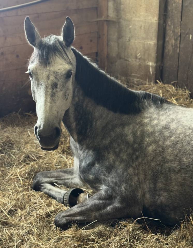 Yegua Zangersheide En venta 2000 Tordo por Columbus Z