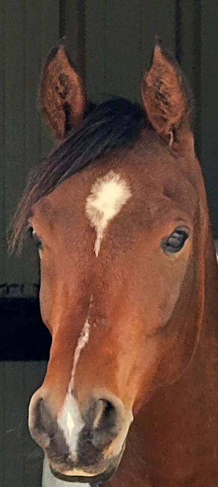 Caballo castrado Pura Sangre Arabe En venta 2020 Bayo