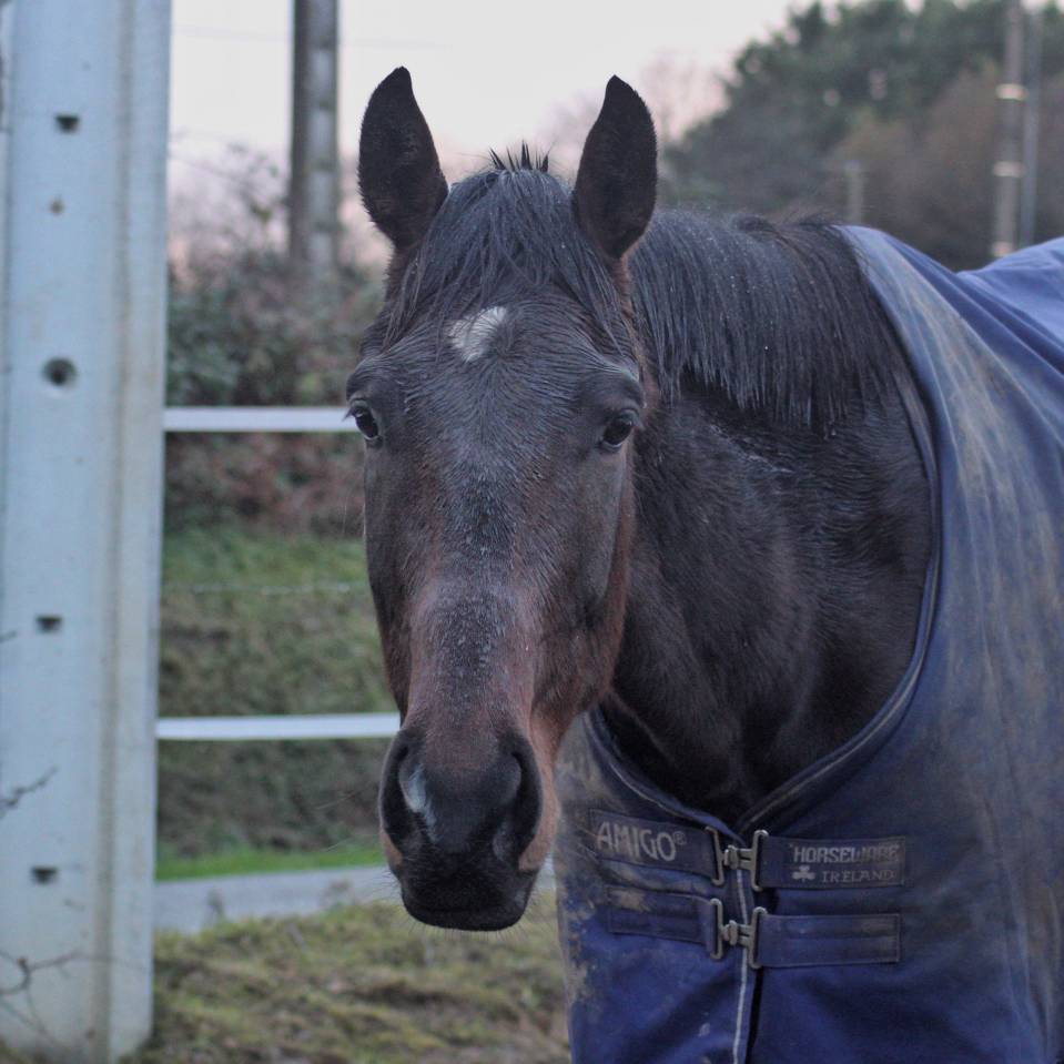 Caballo castrado AQPS Media-Pensión 2021 Bayo moreno