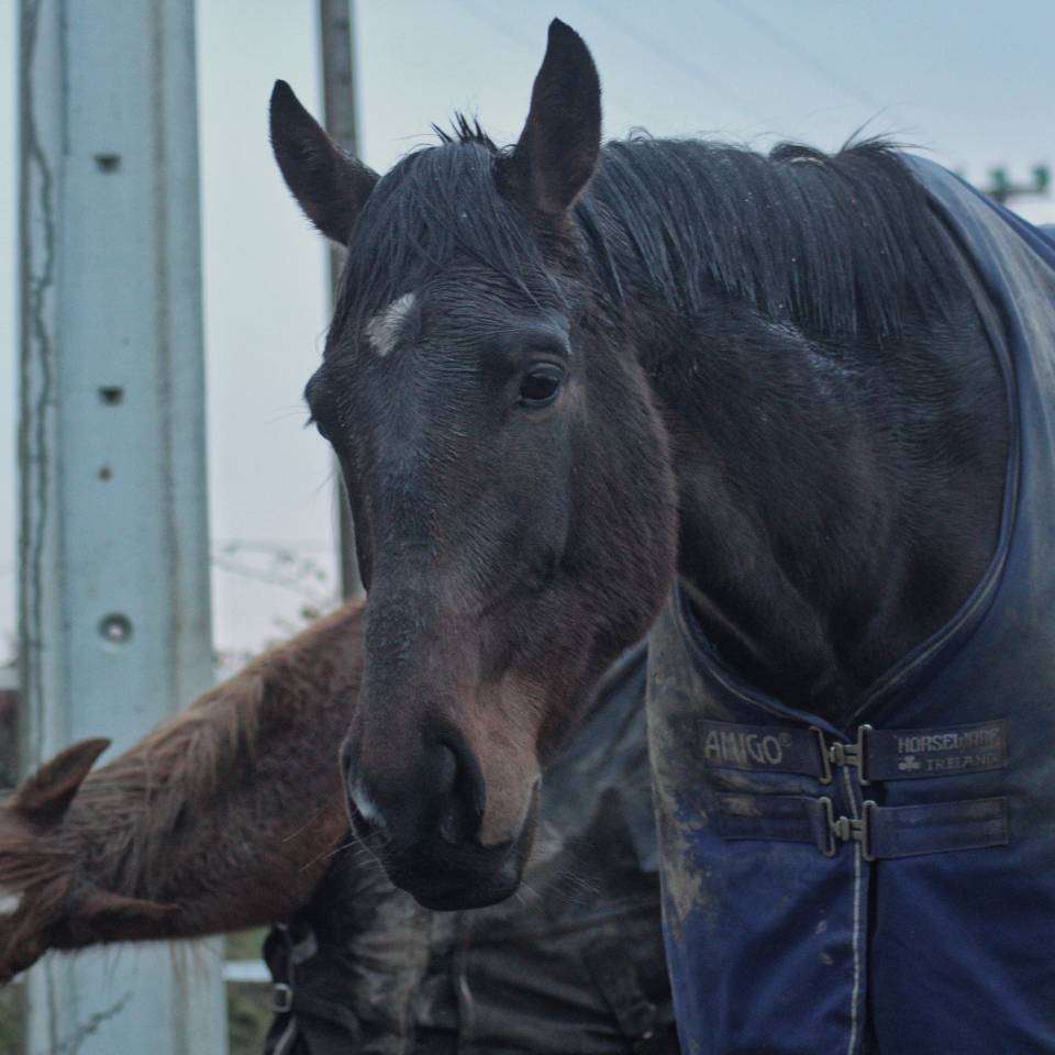 Caballo castrado AQPS Media-Pensión 2021 Bayo moreno