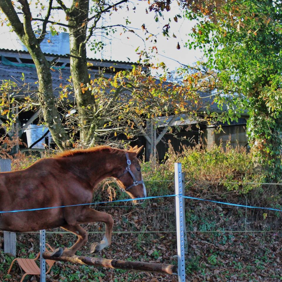 Caballo castrado Pura Sangre Inglés En venta 2020 Alazán