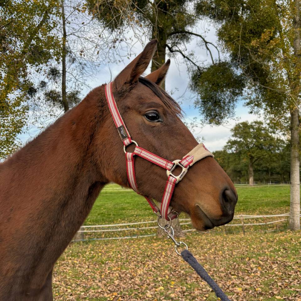 Yegua AQPS En venta 2023 Bayo