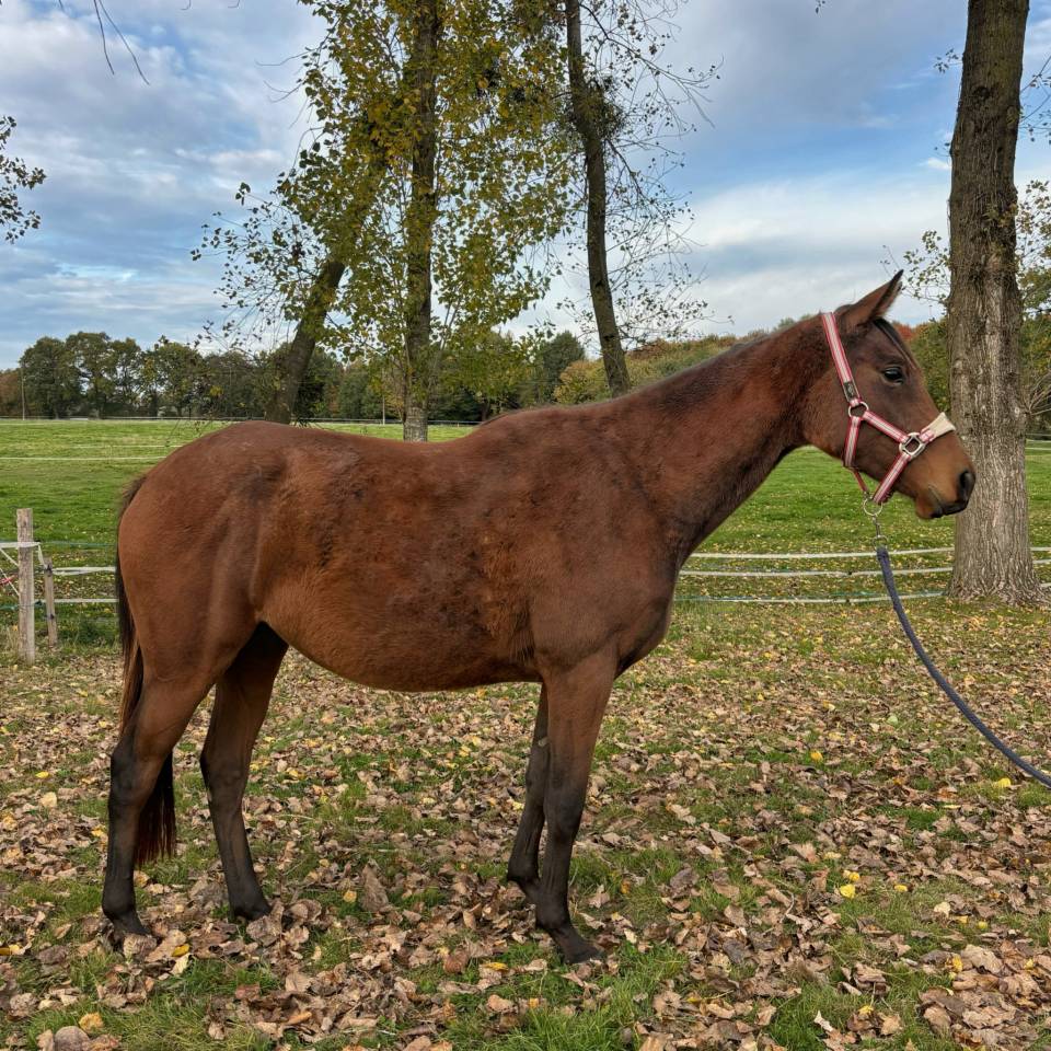 Yegua AQPS En venta 2023 Bayo