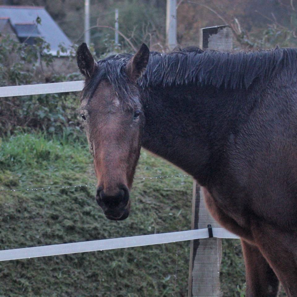 Yegua AQPS En venta 2023 Bayo