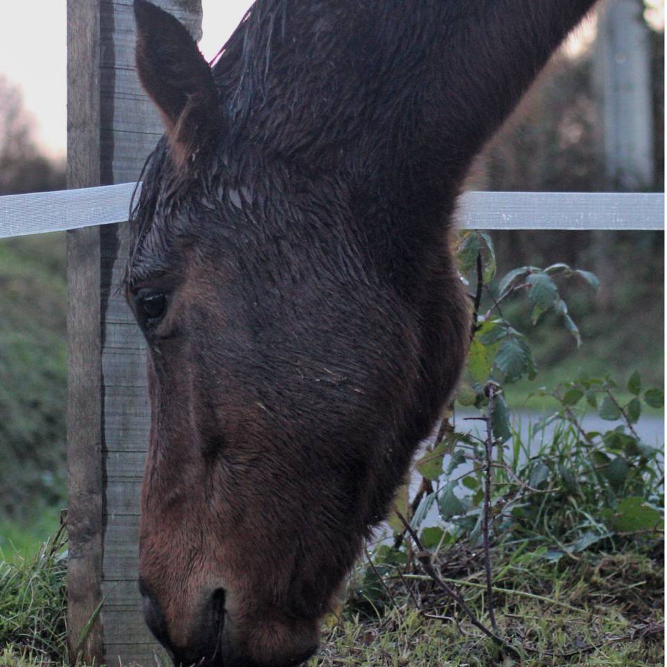 Yegua AQPS En venta 2023 Bayo