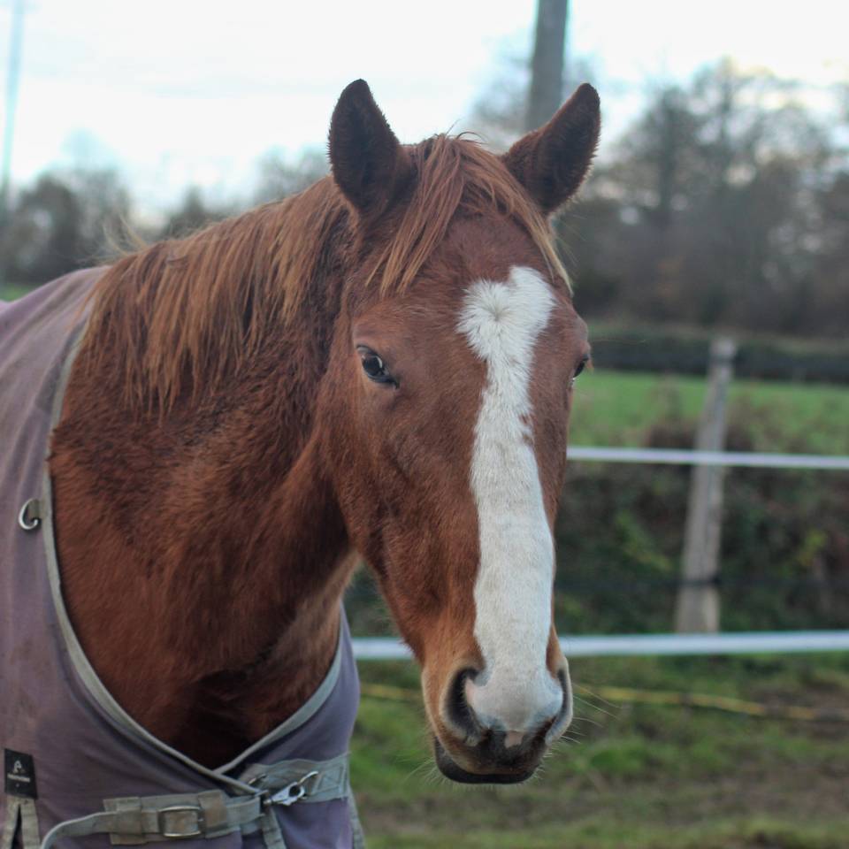 Caballo castrado Pura Sangre Inglés En venta 2023 Alazán