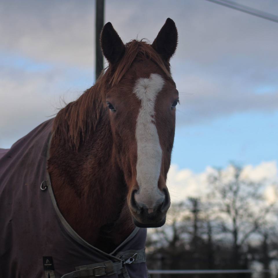 Caballo castrado Pura Sangre Inglés En venta 2023 Alazán