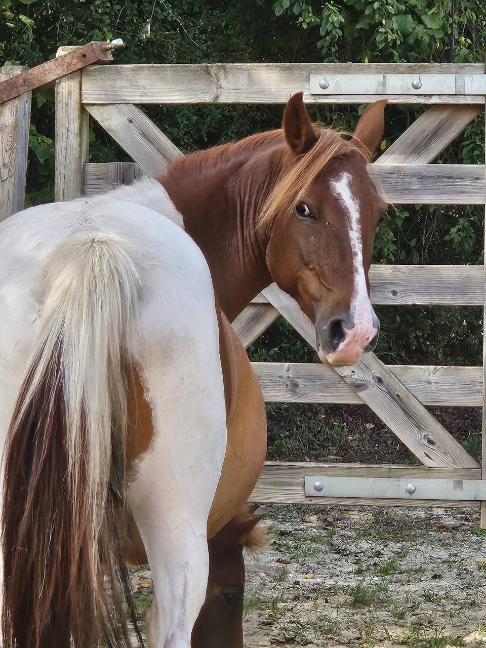 Yegua de ganadería Origine Constatée En venta 2019 Pío