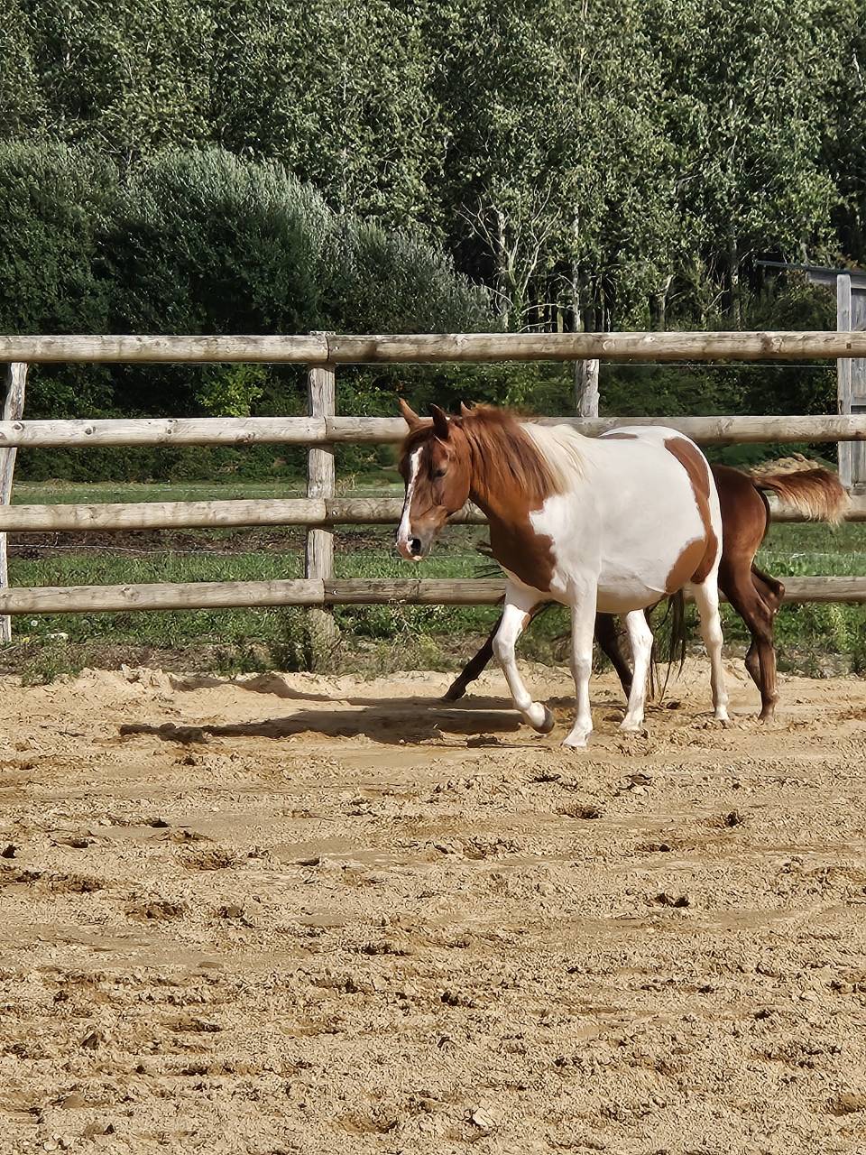 Yegua de ganadería Origine Constatée En venta 2019 Pío