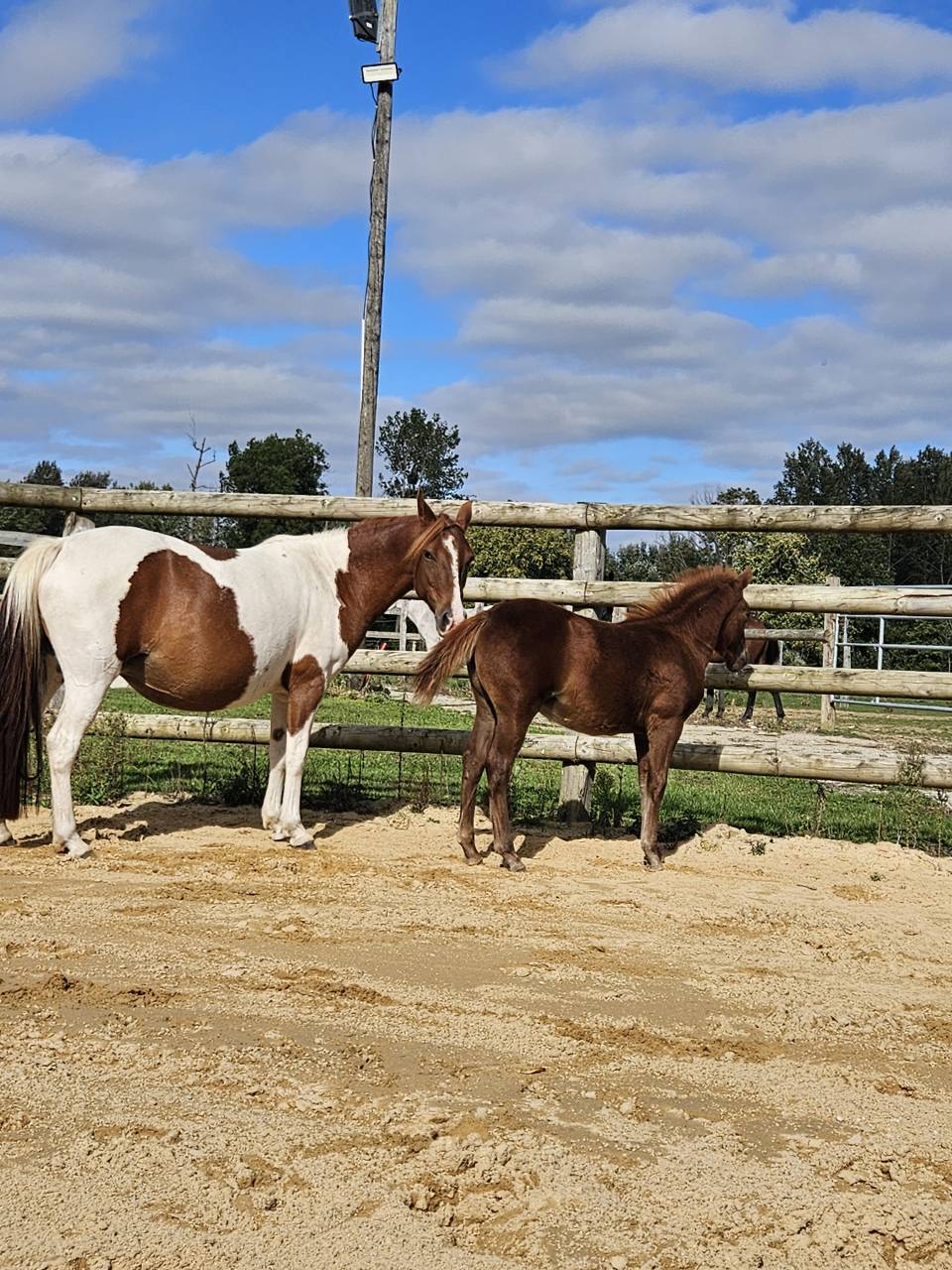 Yegua de ganadería Origine Constatée En venta 2019 Pío