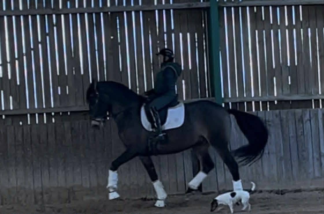 Caballo castrado Lusitano En venta 2018 Isabelo