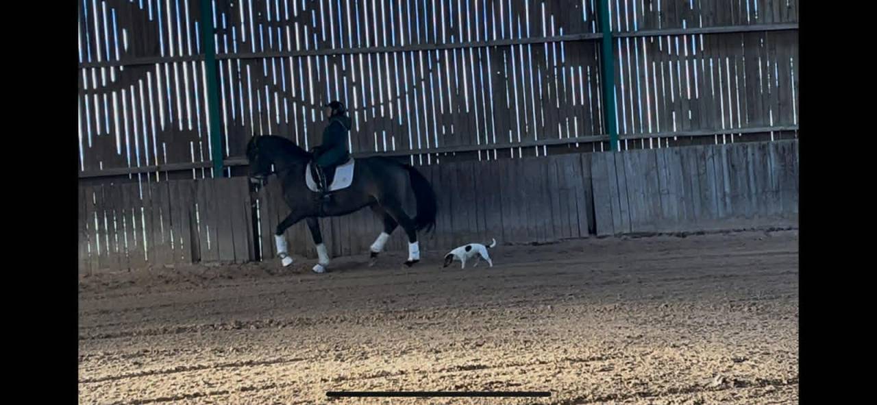 Caballo castrado Lusitano En venta 2018 Isabelo