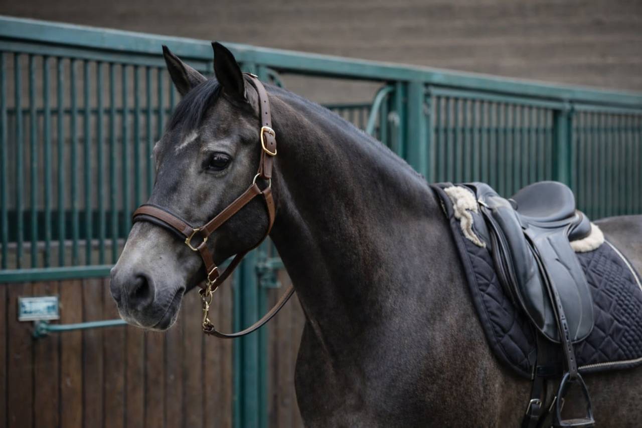 Caballo castrado Lusitano En venta 2018 Isabelo