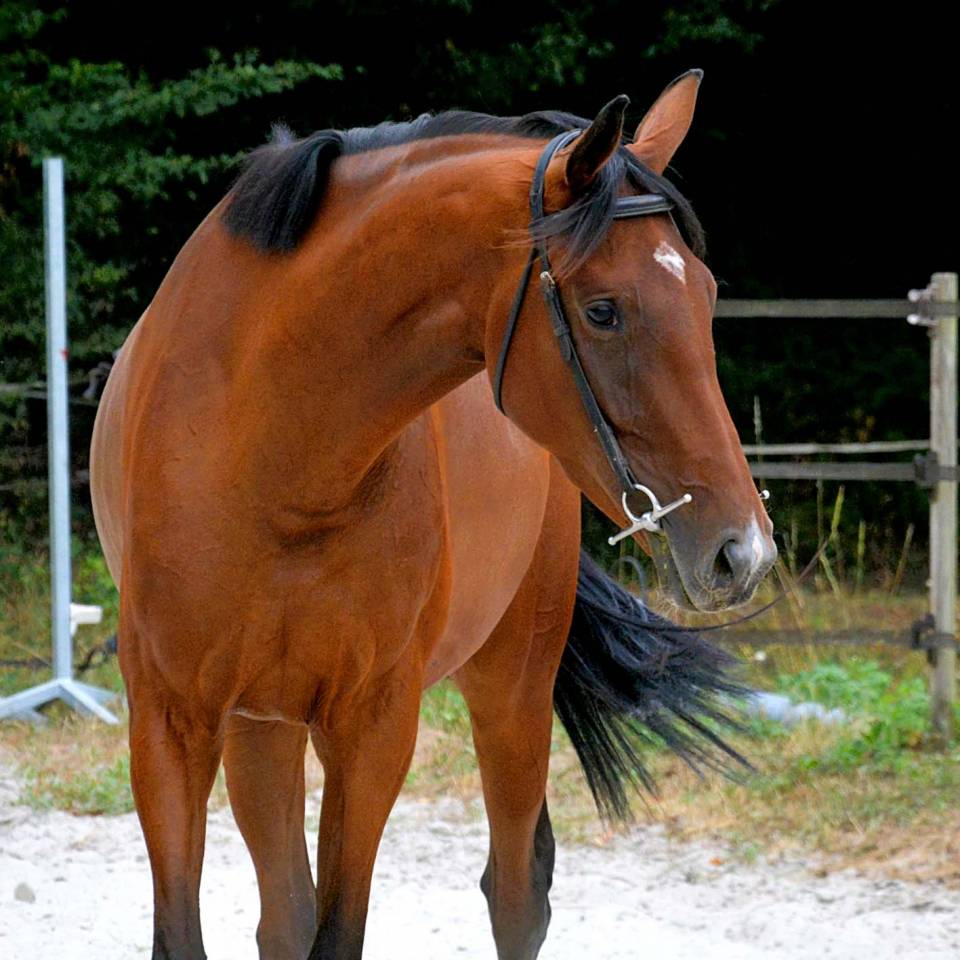 Yegua AQPS En venta 2019 Bayo por NIDOR