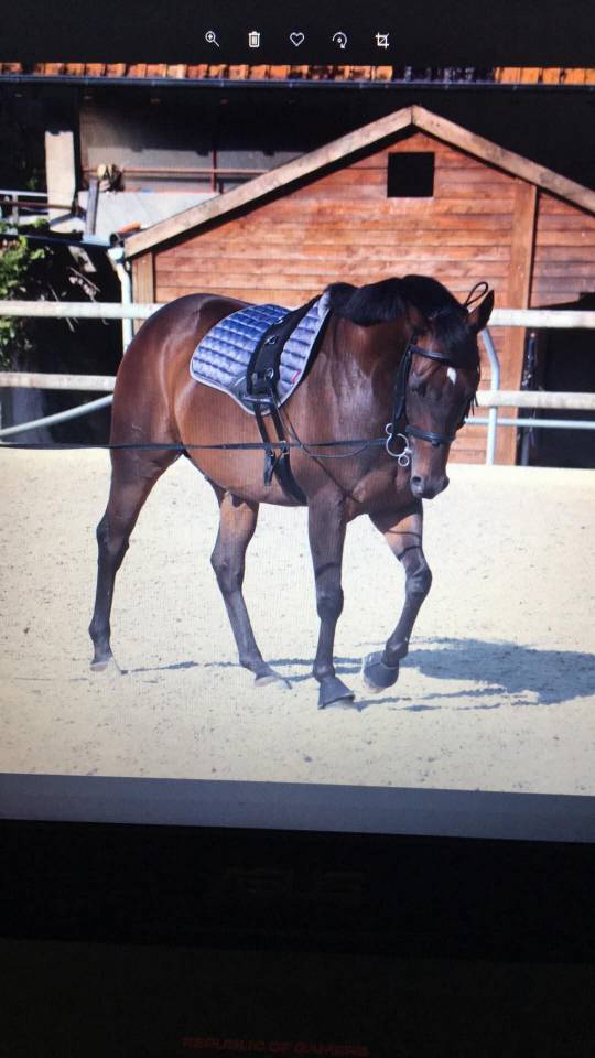 Caballo castrado Pura Sangre Irland&eacute;s En venta 2013 Bayo