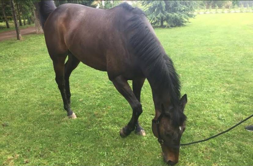 Caballo castrado Pura Sangre Irland&eacute;s En venta 2013 Bayo