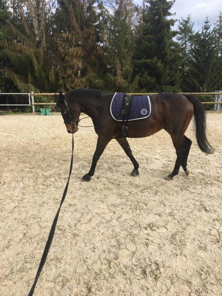 Caballo castrado Pura Sangre Irland&eacute;s En venta 2013 Bayo