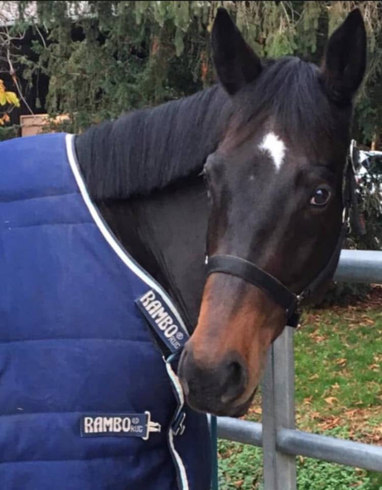 Caballo castrado Pura Sangre Irland&eacute;s En venta 2013 Bayo