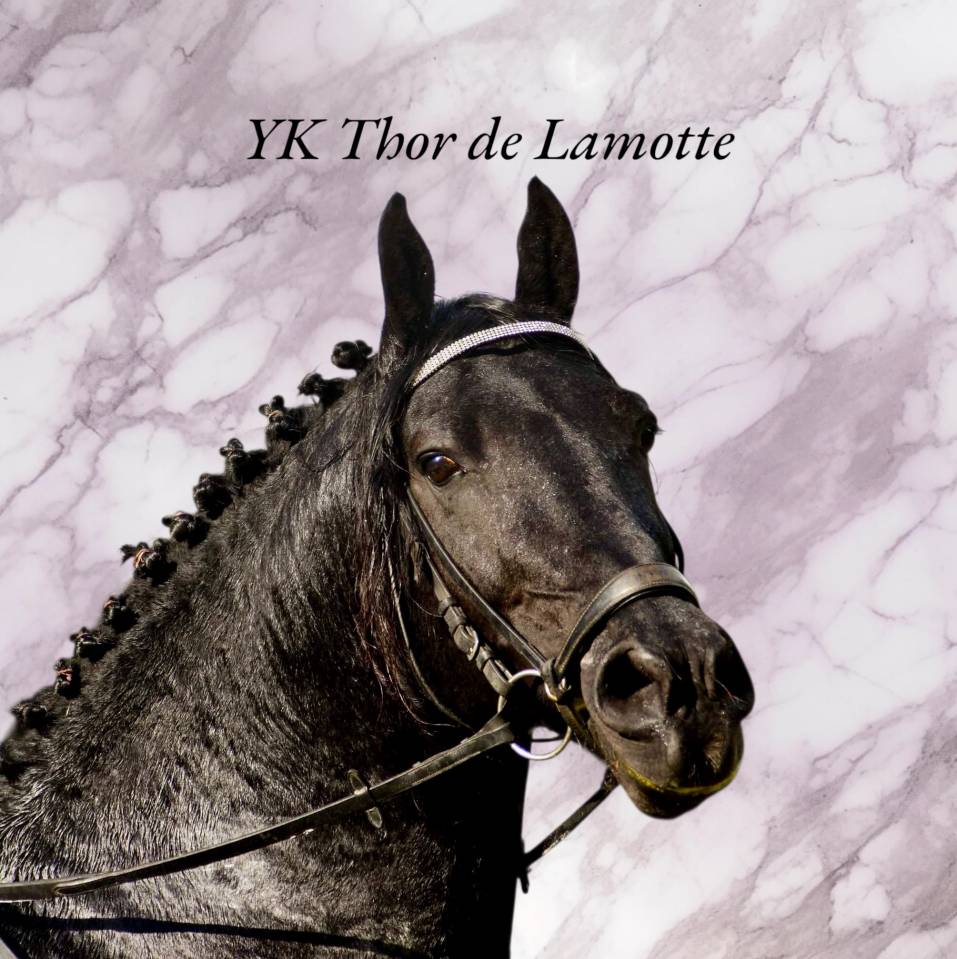 Potro Arabo Frisón En venta 2025 Negro por Un Thor de lamotte