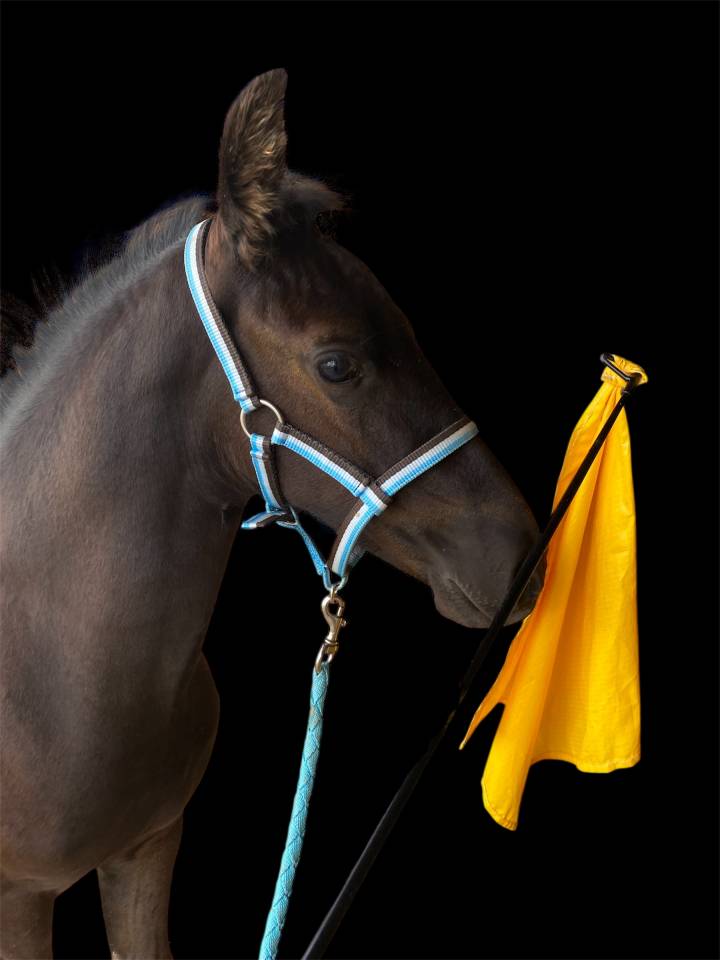 Potro Arabo Frisón En venta 2025 Negro por Un Thor de lamotte