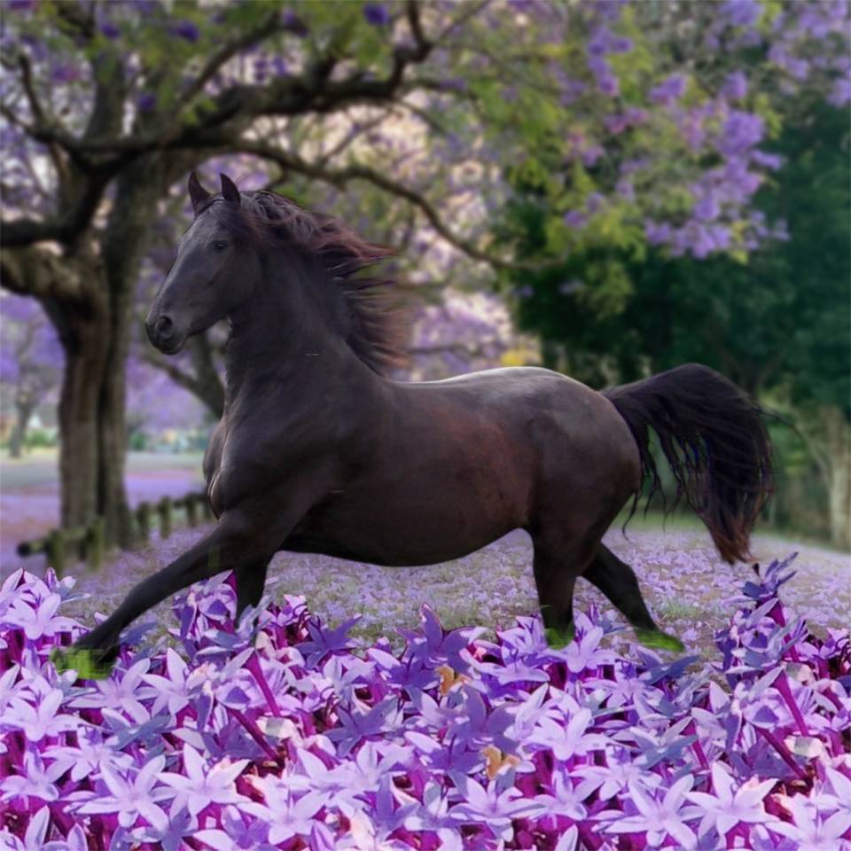 Potro Arabo Frisón En venta 2025 Negro por Un Thor de lamotte