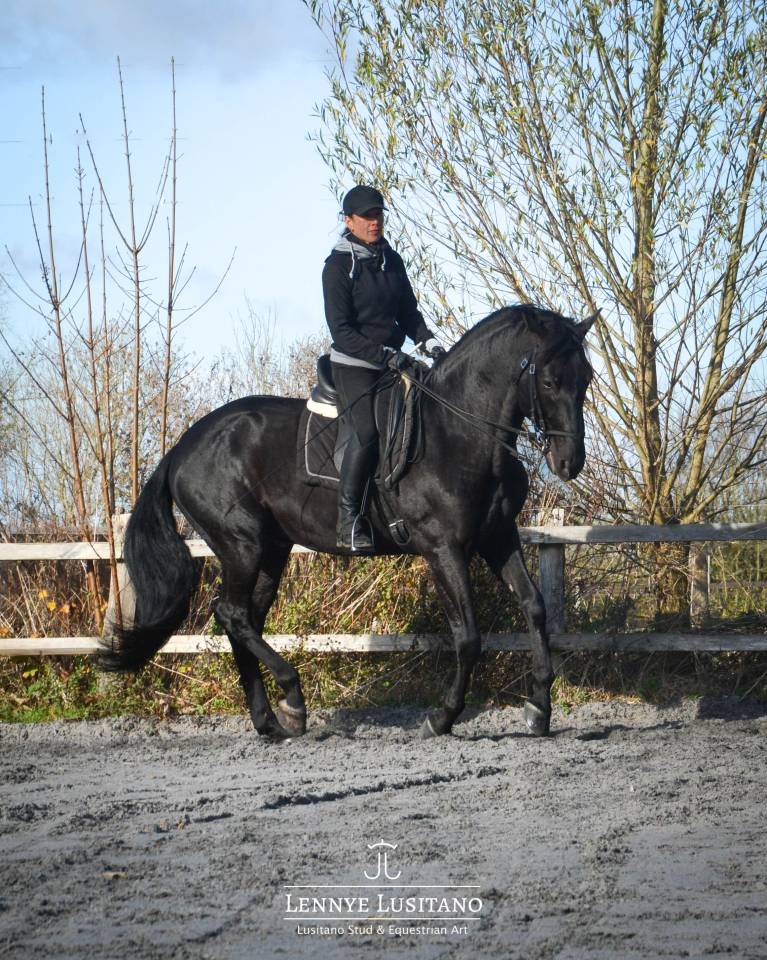 Semental Lusitano En venta 2017 Negro por Athos BF