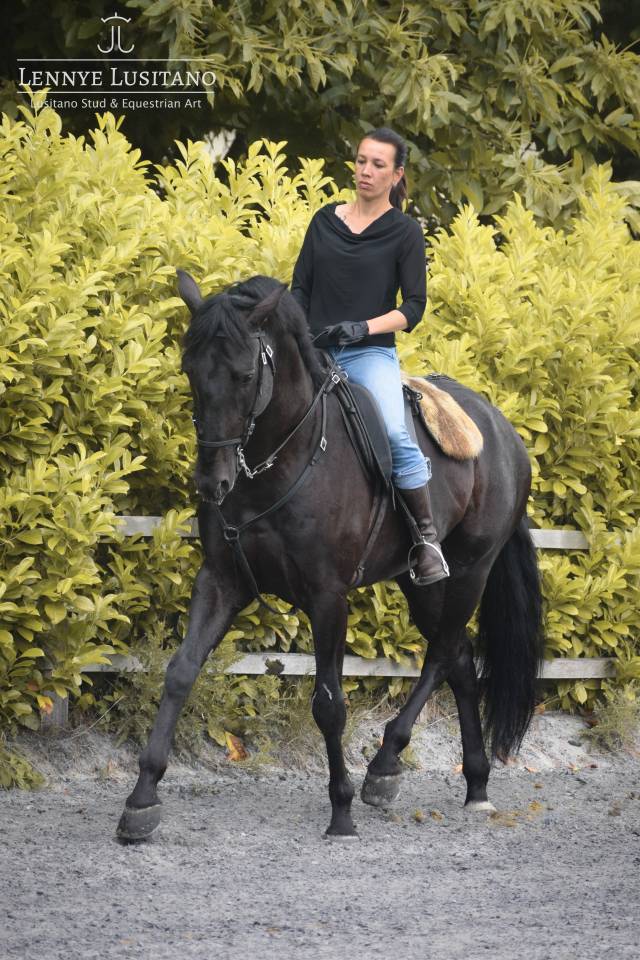 Semental Lusitano En venta 2017 Negro por Athos BF