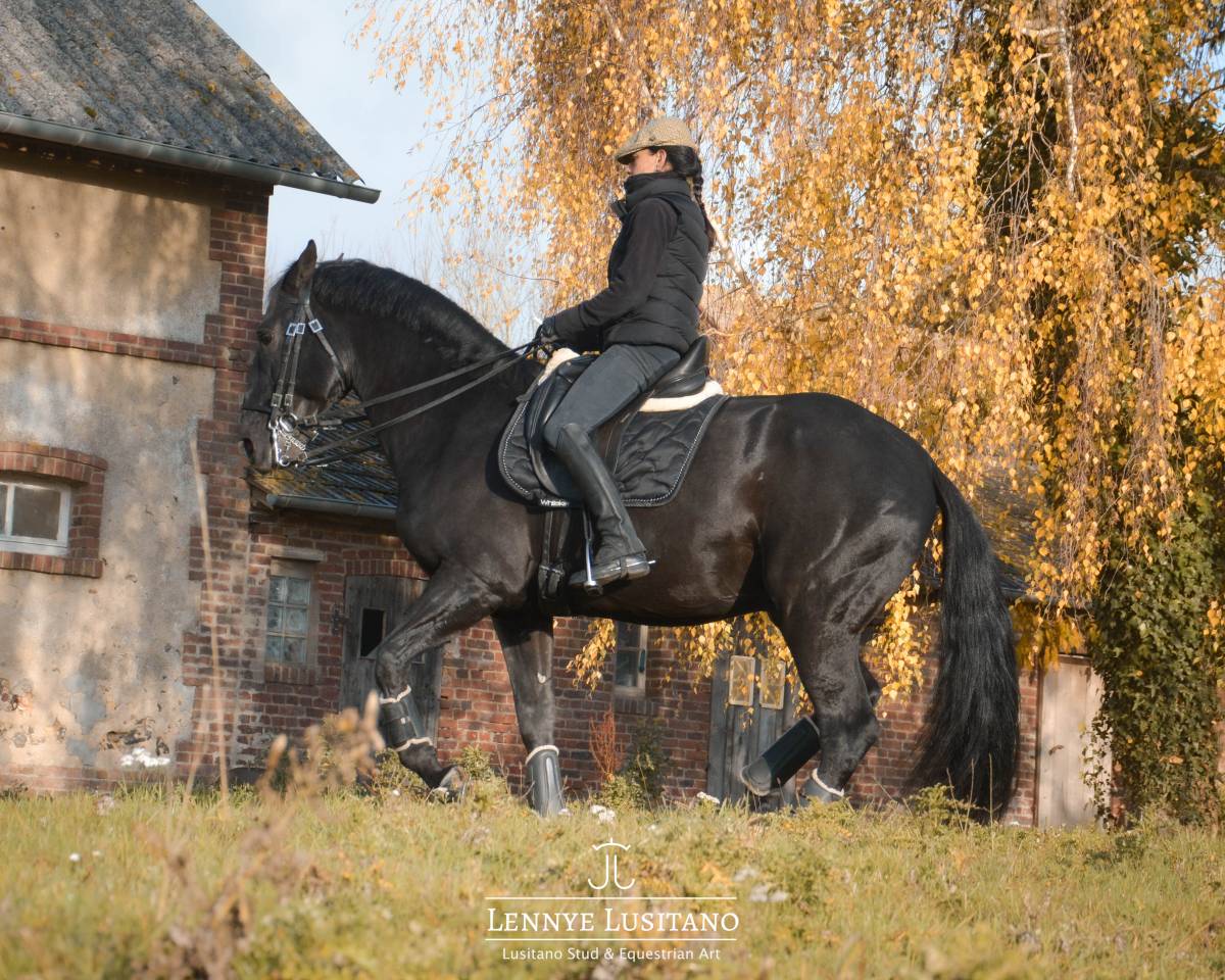 Semental Lusitano En venta 2017 Negro por Athos BF