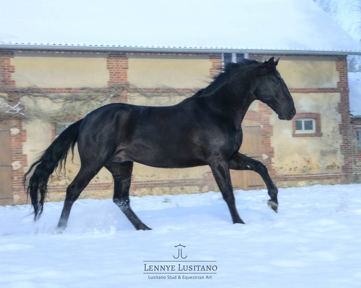 Semental Lusitano En venta 2017 Negro por Athos BF