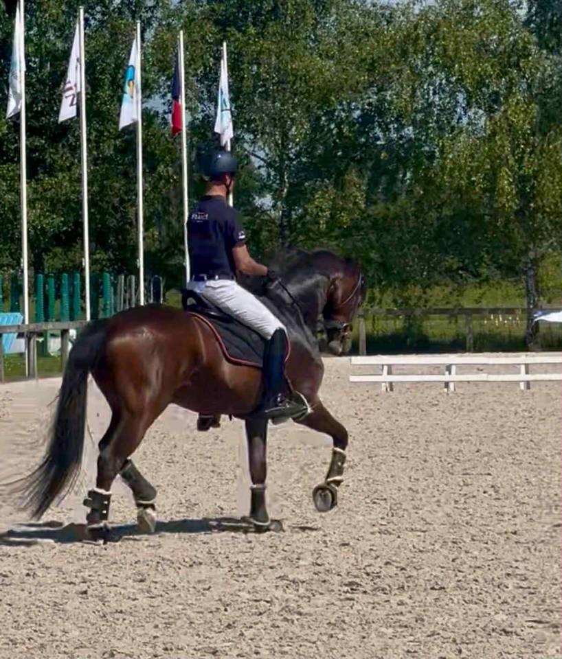 Caballo castrado Westfaliano En venta 2017 Bayo