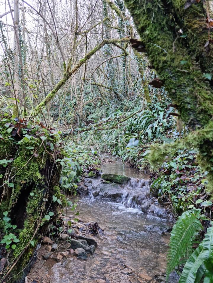 Explotaci&oacute;n hortensa En venta Lot