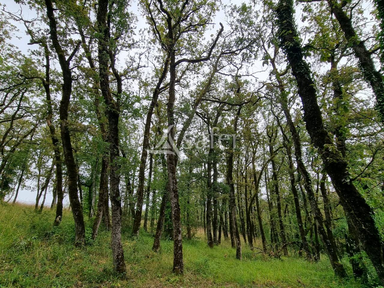 Explotaci&oacute;n agr&iacute;cola En venta Lot