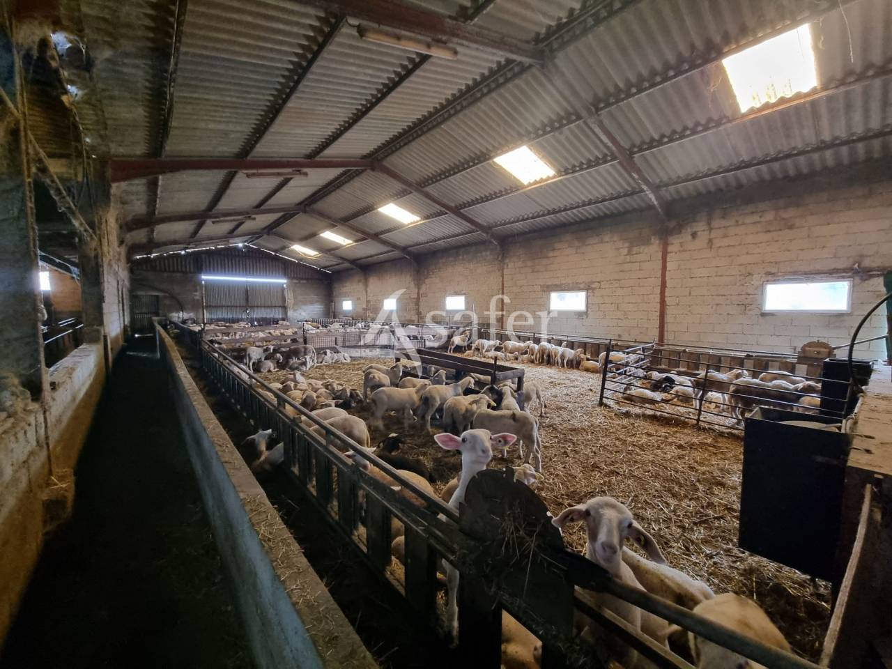 Explotaci&oacute;n ovina En venta Lot