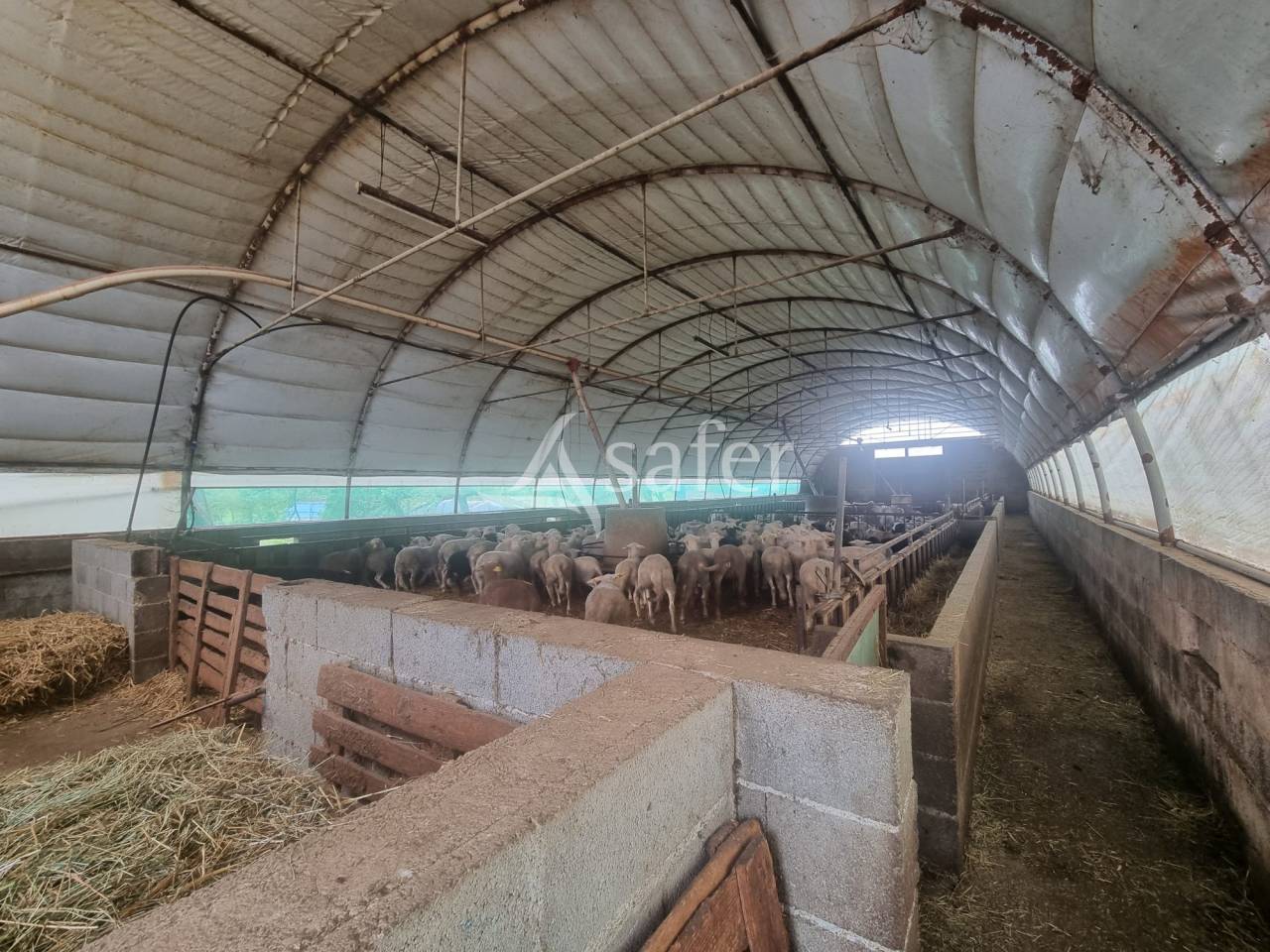 Explotaci&oacute;n ovina En venta Lot