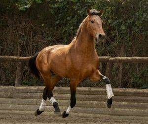 Caballo entero PRE Pura Raza Española En venta 2022 Bayo